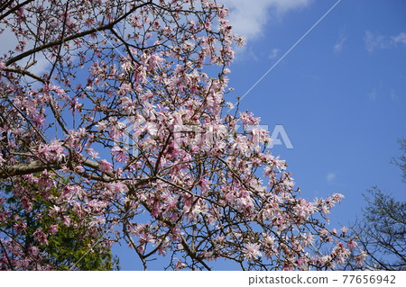 Spring in Hirosaki Park Hirosaki Castle Botanical Garden 77656942