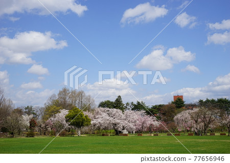 弘前公園 弘前城植物園的春天 77656946