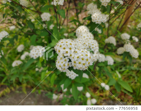 Kodemari 77656958