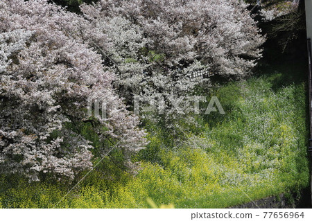 千鳥淵櫻① 77656964