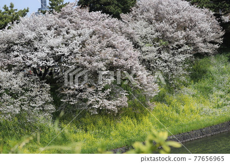 千鳥淵櫻② 千鳥淵櫻② 77656965