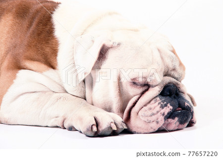 Bulldog  on white background 77657220