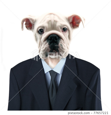 Original Elegant Business Dog Original Elegant Business Dog 77657221