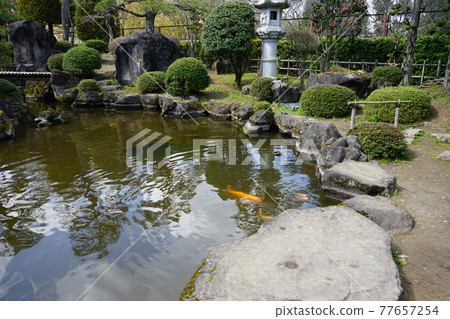 弘前公園 弘前城植物園的春天 弘前公園 弘前城植物園的春天 77657254