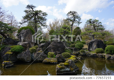 弘前公園 弘前城植物園的春天 弘前公園 弘前城植物園的春天 77657255