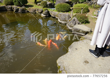 弘前公園 弘前城植物園的春天 弘前公園 弘前城植物園的春天 77657256