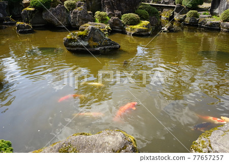 Spring in Hirosaki Park Hirosaki Castle Botanical Garden Spring in Hirosaki Park Hirosaki Castle Botanical Garden 77657257