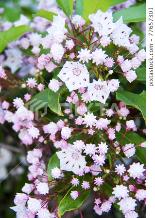 Karmia Karmia 77657301