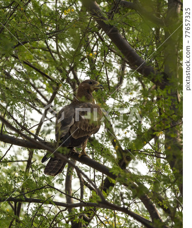 Oriental Honey Buzzard or Pernis Ptilorhyncus portrait at Ranthambore national park Rajasthan India 77657325