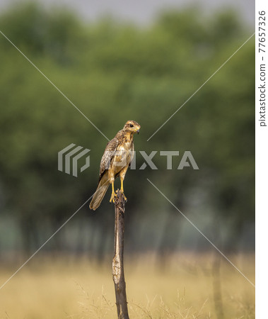 White-eyed or White eyed buzzard or Butastur teesa perched in natural green background at tal chhapar blackbuck sanctuary churu rajasthan india White-eyed or White eyed buzzard or Butastur teesa perched in natural green background at tal chhapar blackbuck sanctuary churu rajasthan india 77657326
