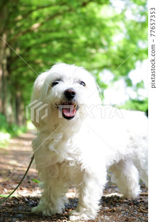 沿著水杉Tasekoia 林蔭路散步的白狗 沿著林蔭路散步的白狗 沿著水杉Tasekoia 林蔭路散步的白狗 沿著林蔭路散步的白狗 77657353