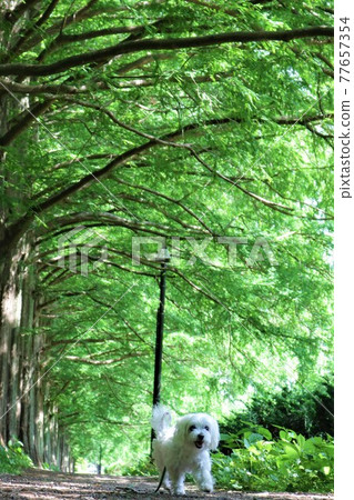 一條白狗沿著 Memetasesequoia 林蔭大道走 一條白狗沿著 Memetasesequoia 林蔭大道走 77657354