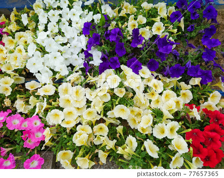 Petunia flowerbed 1 77657365