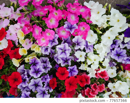 Petunia flowerbed 2 Petunia flowerbed 2 77657366