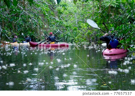 Sagaribana 清晨皮划艇之旅 Sagaribana 清晨皮划艇之旅 77657537
