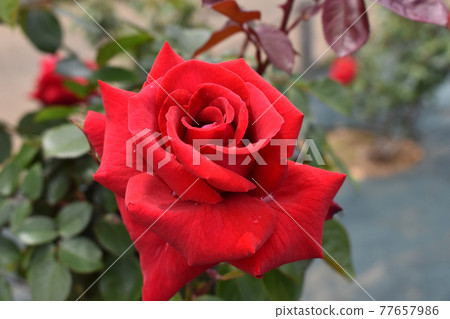 Bright red spring roses Bright red spring roses 77657986