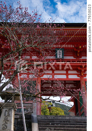 大修整後的清水寺之春 2021 大修整後的清水寺之春 2021 77658023