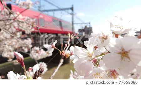 Sakura and Hinotori Sakura and Hinotori 77658066