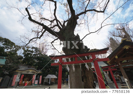 Shinto shrines and temples Nitta Shrine's zelkova shinboku, Ota-ku, Tokyo 77658136