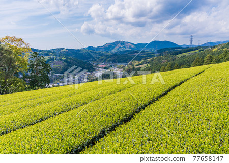 （靜岡縣）諏訪原城遺址附近的蘆岳茶信 77658147