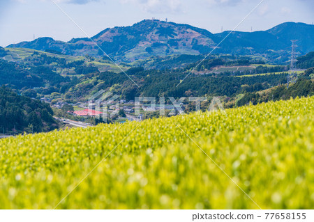 （靜岡縣）諏訪原城遺址附近的蘆岳茶信 77658155
