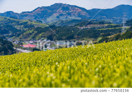 （靜岡縣）諏訪原城遺址附近的蘆岳茶信 77658156