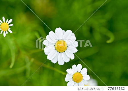 German Chamomile German Chamomile 77658182