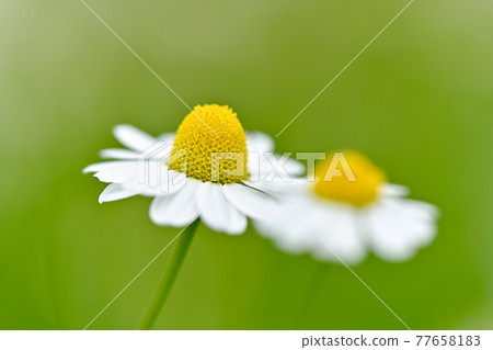 German Chamomile 77658183