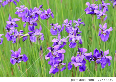 Iris flower Iris flower 77658239