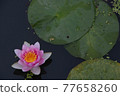 一蓮花蓮 77658260