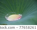 水滴花瓣 77658261