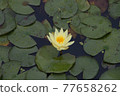 黃蓮花 77658262