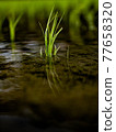 Rice Field 77658320