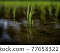 Rice Field  77658322