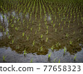 Rice Field 77658323