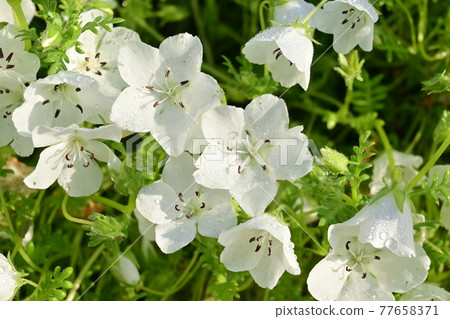 Nemophila (Insignis White) and morning dew in the early morning 77658371