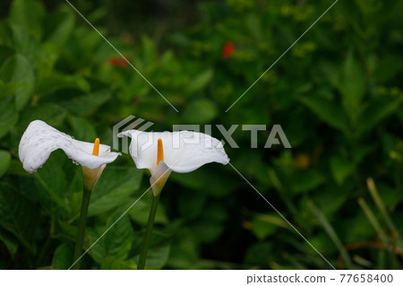 Rainy day color 77658400