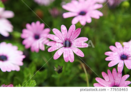 菊花 77658463