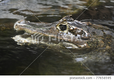 Smooth-fronted caiman 77658595