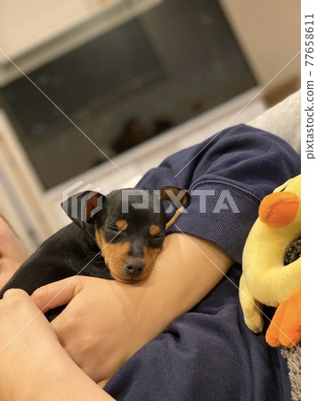 迷你杜賓犬 迷你杜賓犬 77658611