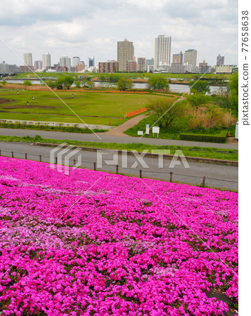荒川河床上的苔蘚福祿考 77658638
