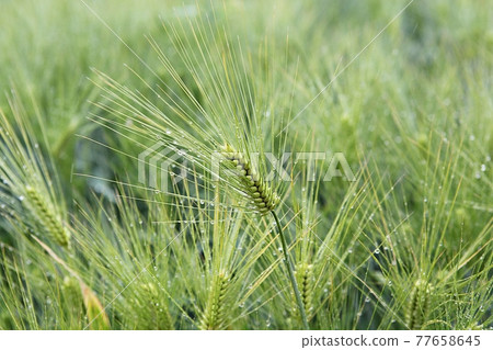 barley barley 77658645