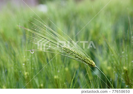 barley barley 77658650