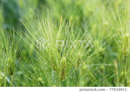barley barley 77658651