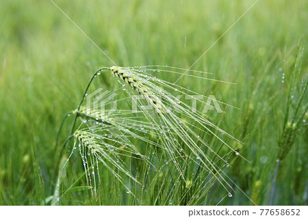 barley barley 77658652