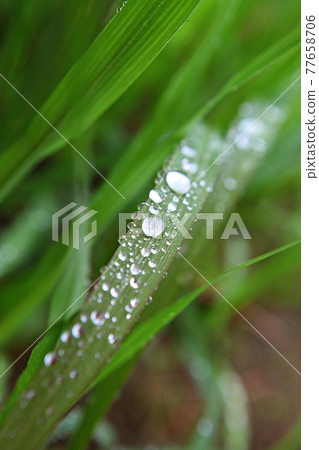 plant 77658706
