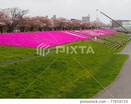 Moss phlox on the Arakawa riverbed Moss phlox on the Arakawa riverbed 77658720