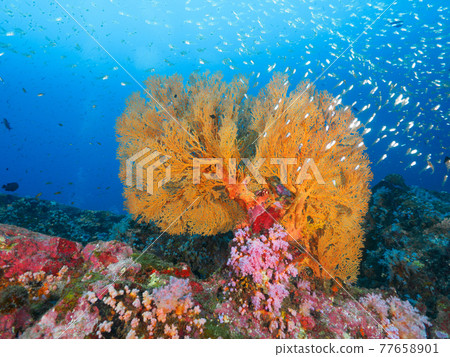 Coral and small schools of saltwater fish such as Oisobana (Bon Island, Similan Marine National Park, Kingdom of Thailand) 77658901