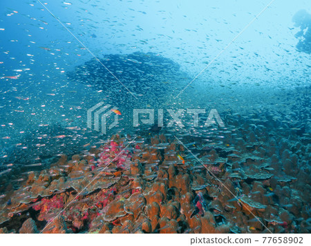 珊瑚和小型鹹水魚群（邦島，斯米蘭海洋國家公園，泰王國） 77658902