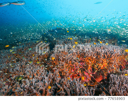 成群的珊瑚和小群鹹水魚（邦島，斯米蘭海洋國家公園，泰王國） 77658903